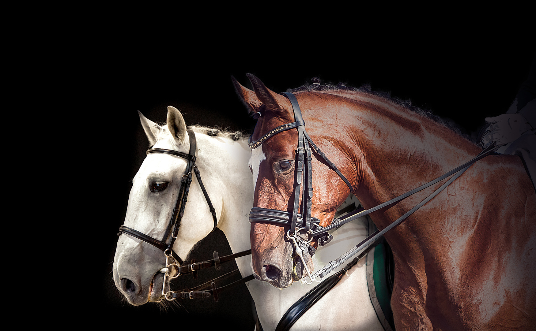 Two dressage horses