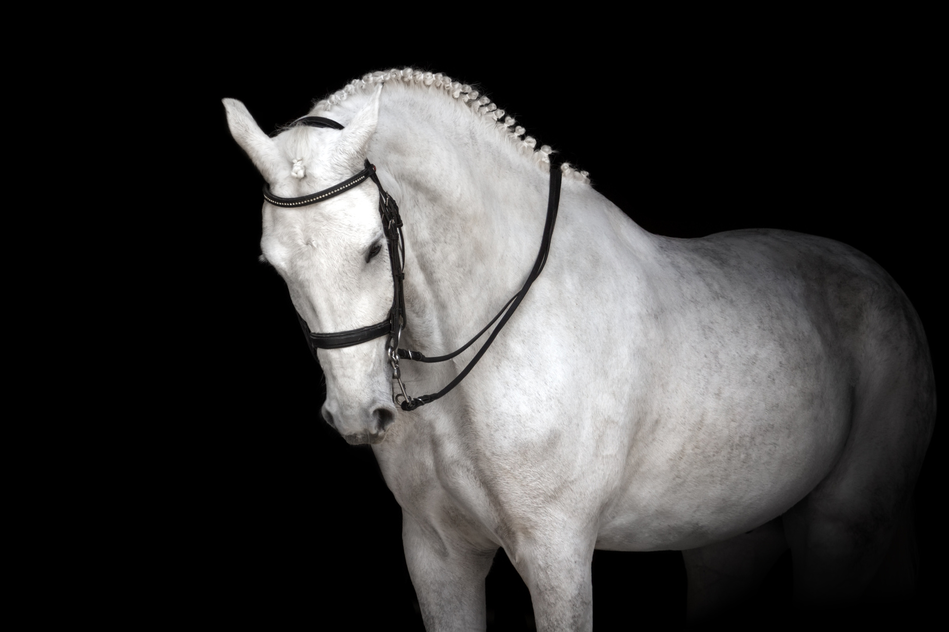White horse dressage